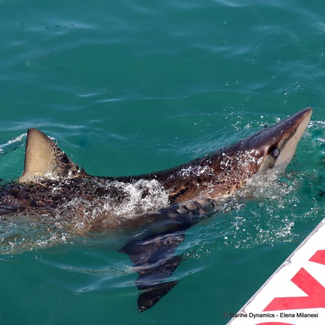 From Cape Town: Shark Cage Diving and Viewing - Location and Directions to Seal Island