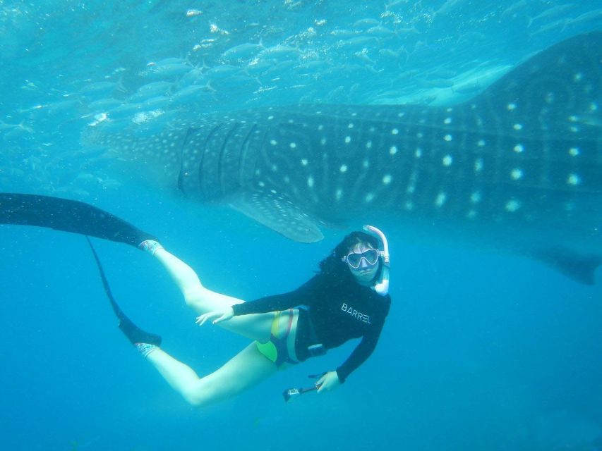 From Cebu: Whale Shark Tour and Tumalog Falls Private Tour - Directions