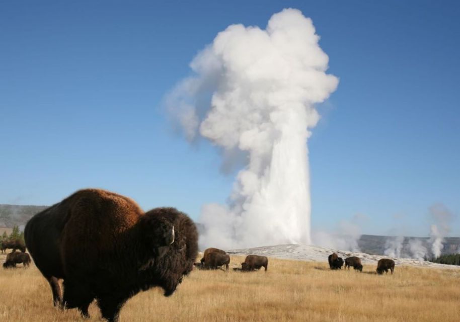 From Cody: Full-Day Yellowstone National Park Tour - Witness Old Faithful Geyser