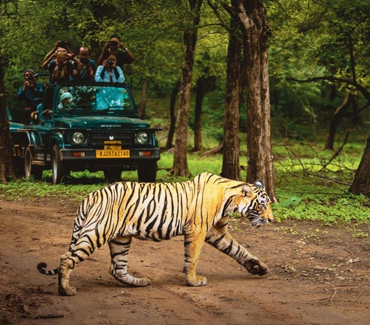 From Delhi: 4 Day Golden Triangle & Ranthambore Tiger Safari - Last Words