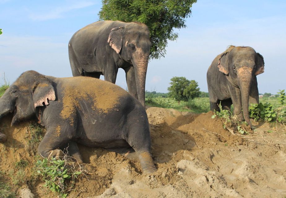 From Delhi: Taj Mahal Tour With Elephant Conservation Centre - Directions