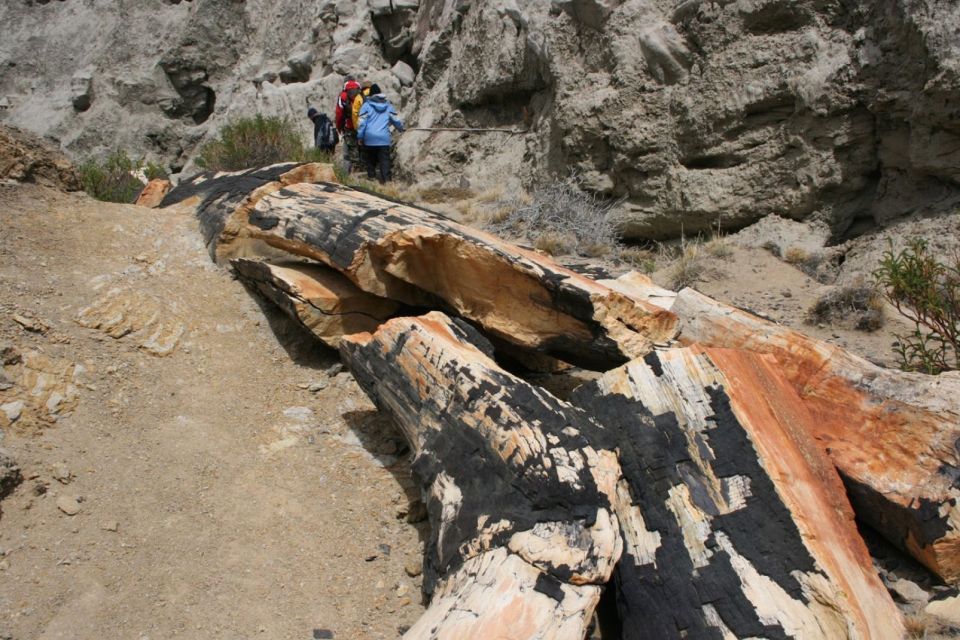 From El Calafate: La Leona Petrified Forest Day Trip - Directions