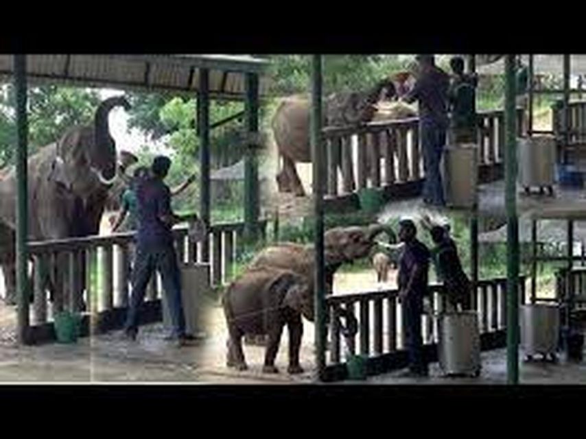 From Ella :- Udawalawa Safari & Elephant Transit Home Tour - Conservation Efforts at the Elephant Transit Home