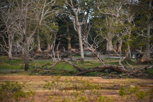 From Ella - Udawalawe National Park Private Safari - Packing List Suggestions