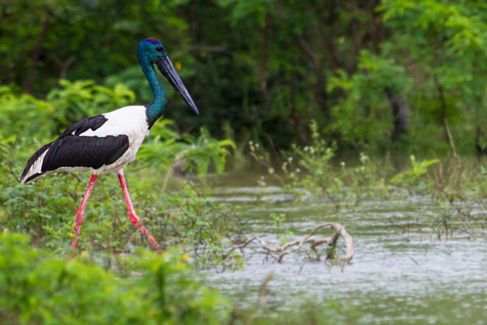 From Ella: Yala National Park Safari Tour in a 4x4 - Wildlife Spotting Opportunities