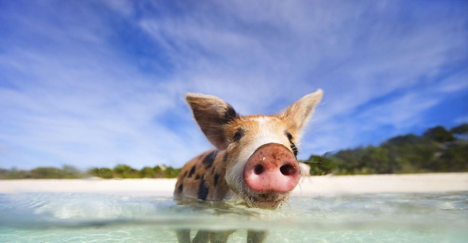 From Exuma: Private Swimming Pigs Tours - Exuma, Bahamas - Directions