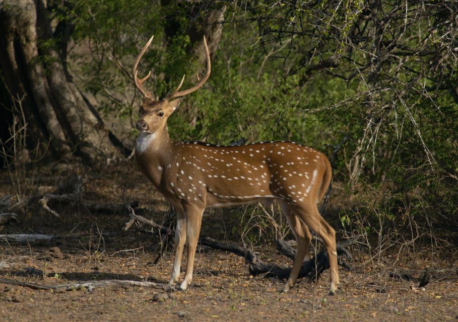 From Habarana or Sigiriya: Minneriya National Park Safari - Departure Options