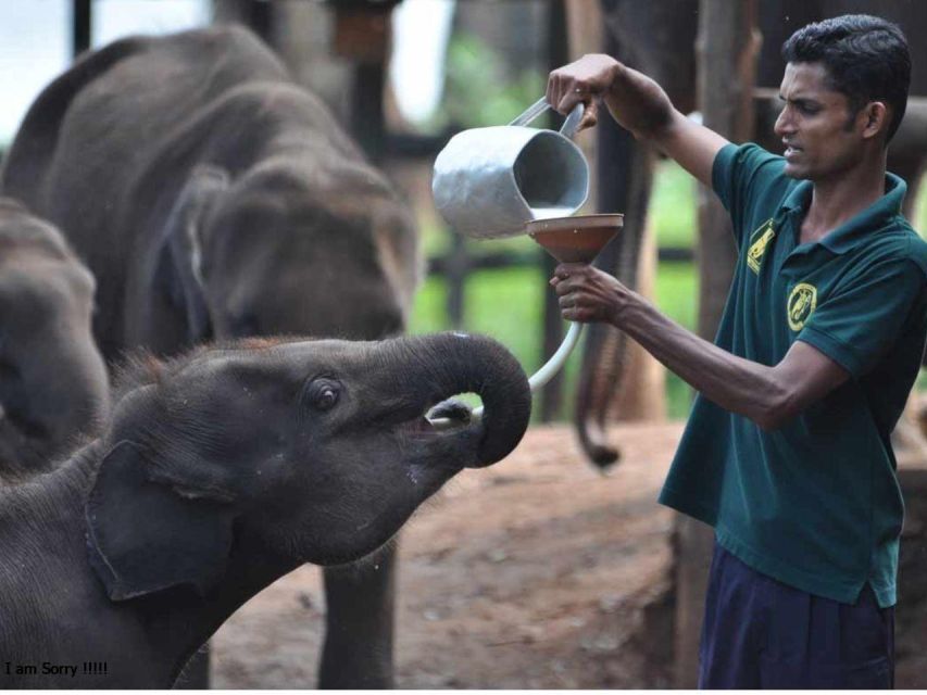 From Hambantota Harbor: Elephant Safari Extravaganza - Last Words