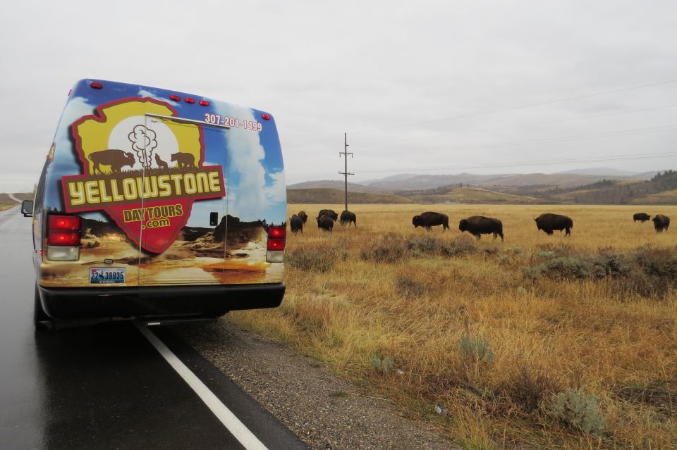 From Jackson: Yellowstone Day Tour Including Entrance Fee - Review Summary and Visitor Feedback