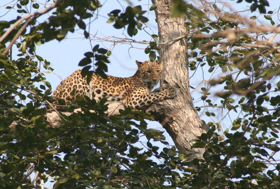 From Jaipur: Ranthambore Tiger Safari One Day Trip - Tips for a Memorable Safari Experience