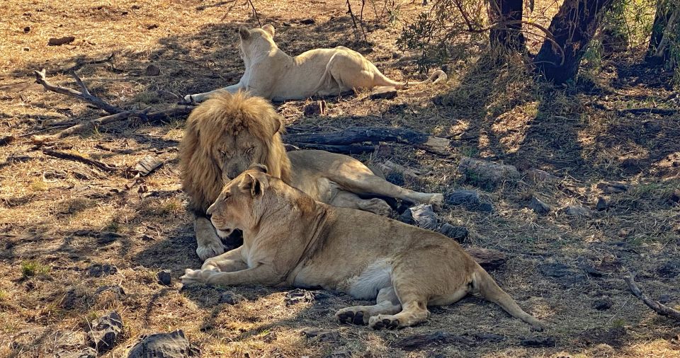 From Johannesburg: Lion & Safari Park Half-Day Tour - Common questions