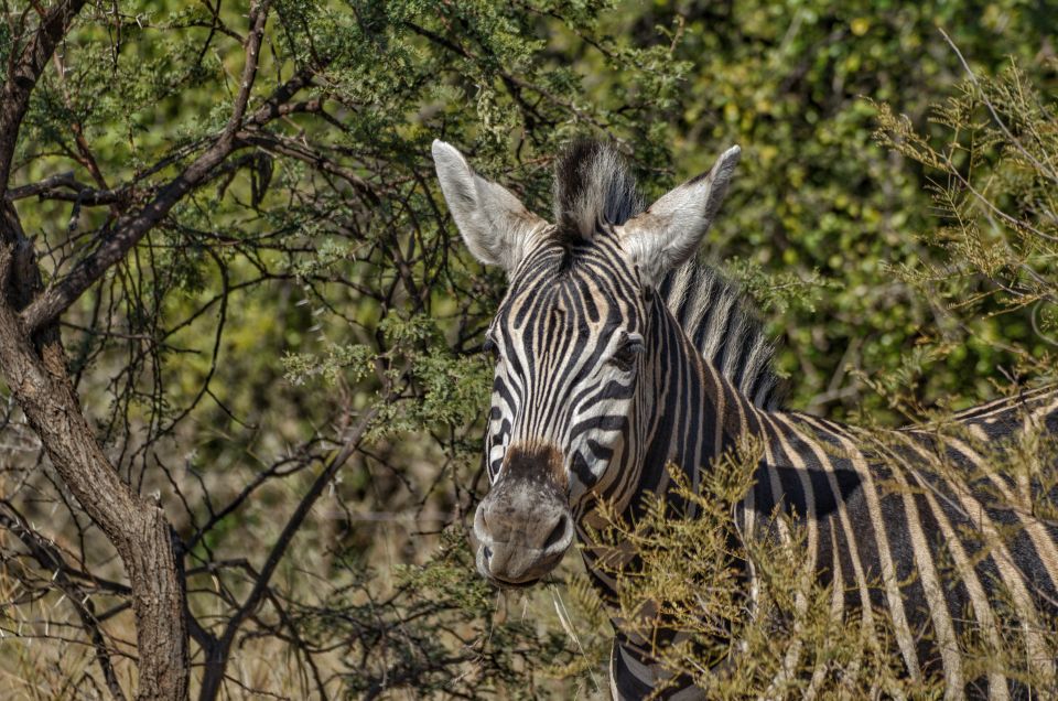 From Johannesburg: Pilanesberg Nature Reserve Game Safari - Visitor Experiences and Reviews