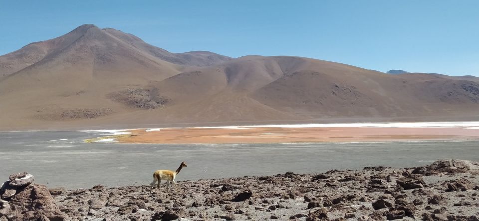 From La Paz: 2-Day Uyuni Salt Flats & Red Lagoon by Flight. - Additional Tour Information