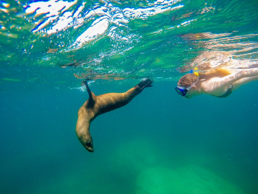 From Los Cabos: La Paz Snorkel and Sea Lion Adventure - Precautions and Recommendations