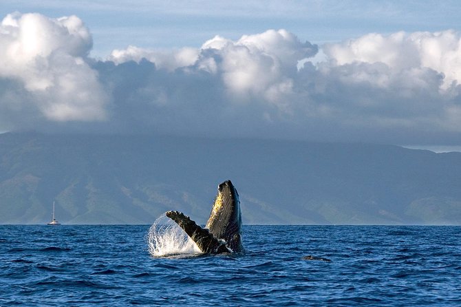 From Maalaea Harbor: Whale Watching Tours Aboard the Quicksilver - Logistics and Recommendations