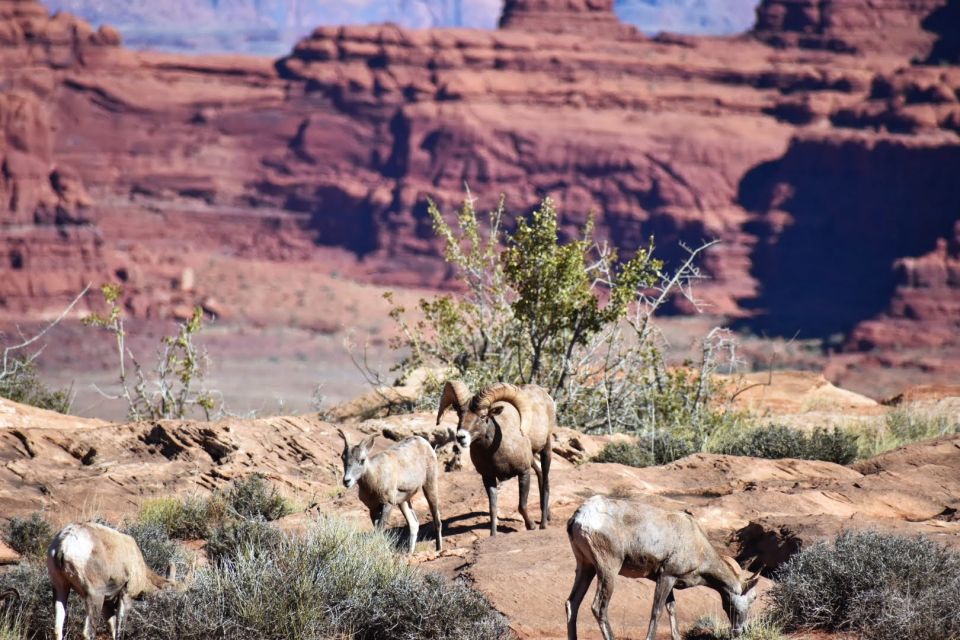 From Moab: Full-Day Canyonlands and Arches 4x4 Driving Tour - Customer Reviews