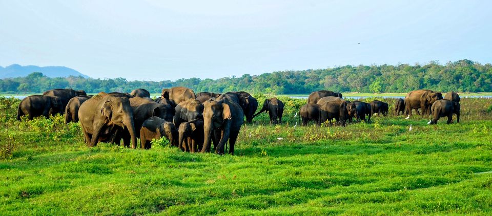From Negombo: Minneriya National Park Safari Tour - Directions
