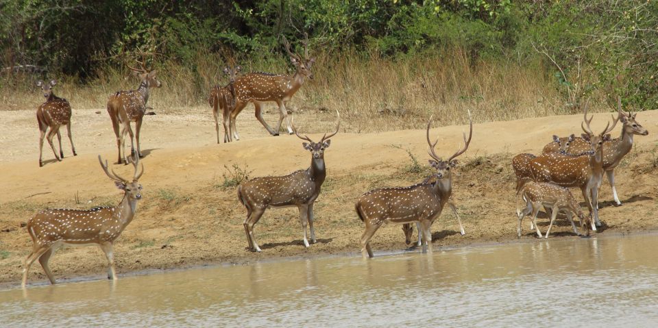 From Negombo: Udawalawa National Park Wildlife Safari - Pickup Service