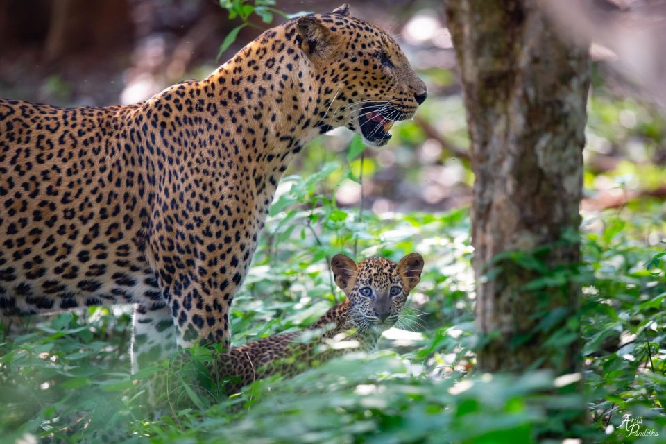 From Negombo: Yala National Park Leopard Safari Day Trip - Directions