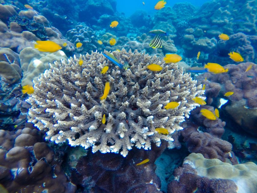 From Phuket: Phi Phi and Maya Bay Snorkeling by Speedboat - Directions