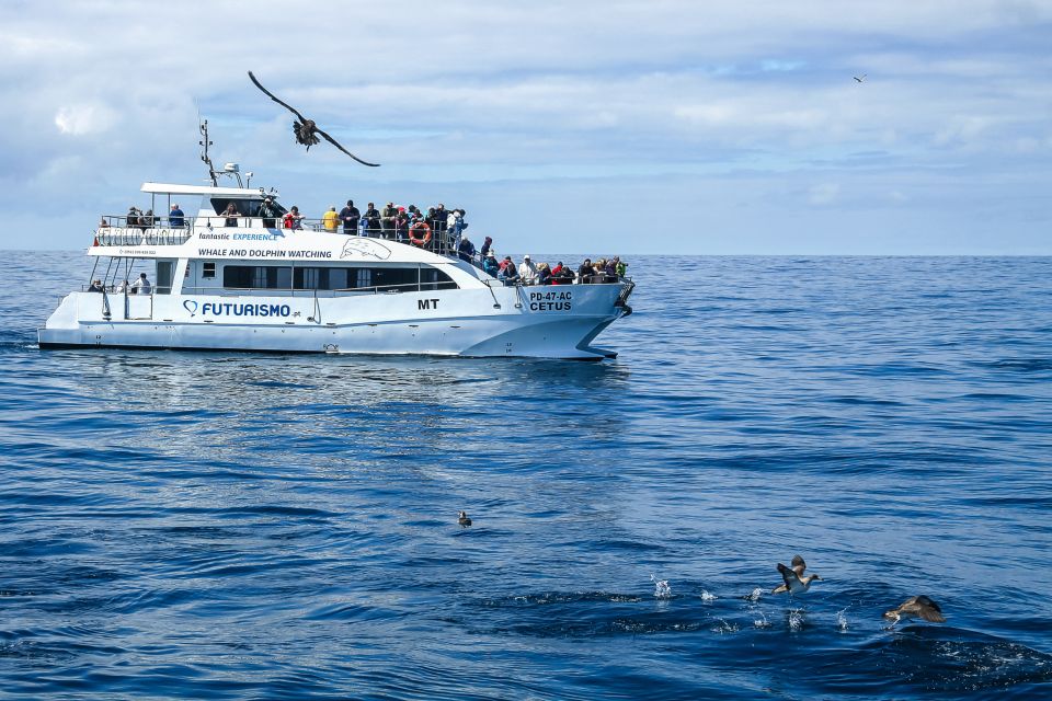 From Ponta Delgada: Whale and Dolphin Watching Trip - Departure Point