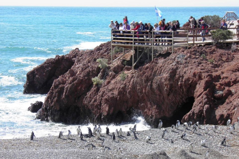 From Puerto Madryn: Punta Tombo Day Trip With Hotel Transfer - Tour Inclusions