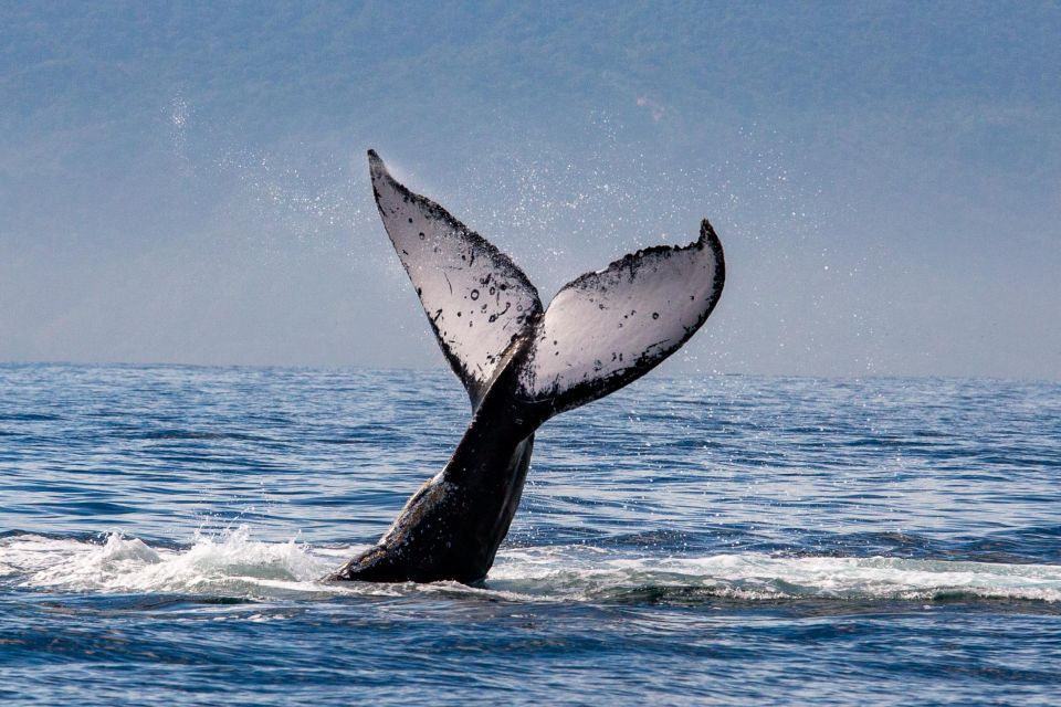 From Puerto Vallarta/Nuevo Vallarta: Whale Watching Cruise - Gourmet Food and Drinks