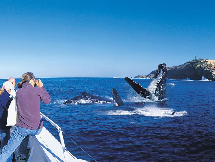 From Punta Cana: Full-Day Whale Watching - Destination and Tour Inclusions