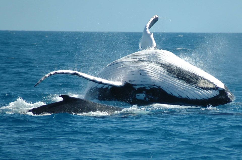 From Punta Cana: Sanctuary Whale Watching Day Trip - Last Words