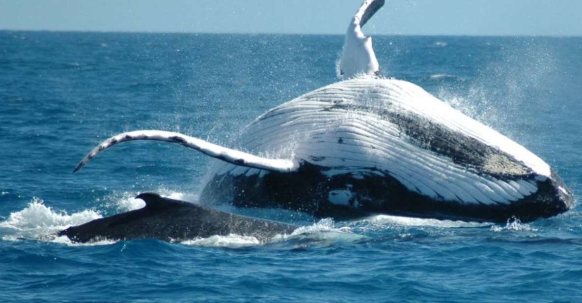 From Punta Cana: Sanctuary Whale Watching Day Trip - Last Words