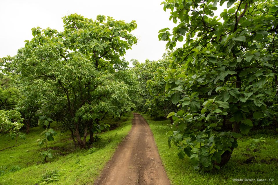 From Rajkot: Gir Somnath Weekend Tour - Helpful Information