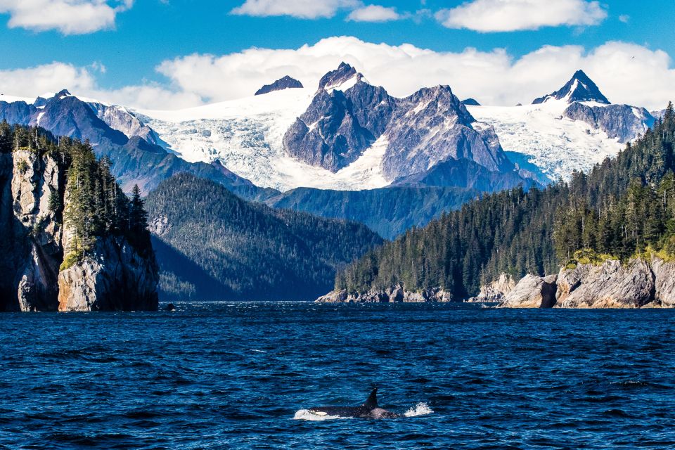 From Seward: Half-Day Resurrection Bay Wildlife Cruise Tour - Common questions