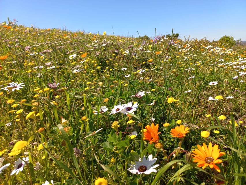 From Stellenbosch: Wildflower West Coast Guided Private Tour - Common questions