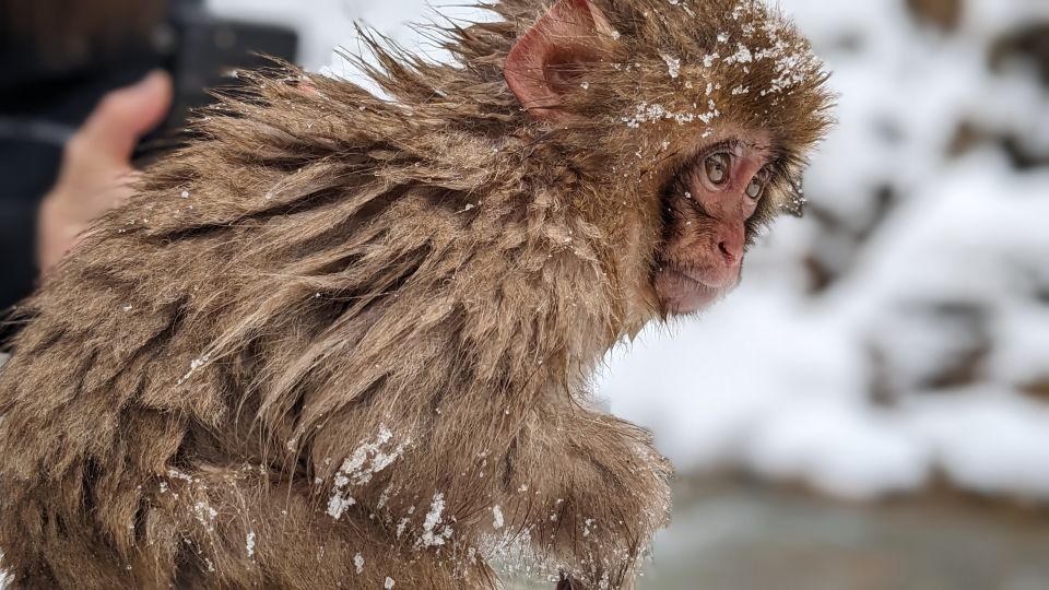From Tokyo: Snow Monkey 1 Day Tour With Beef Sukiyaki Lunch - Experience Highlights and Sightseeing