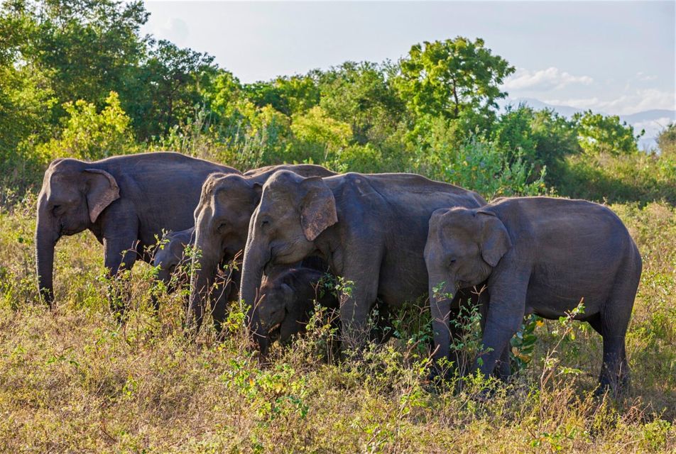 From Udawalawe :-National Park Thrilling Full-Day Safari - Safari Jeep Experience and Wildlife Encounters