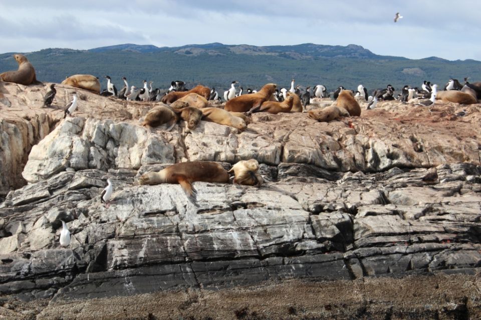 From Ushuaia: Penguin Watching Tour by Catamaran - Tour Exclusions