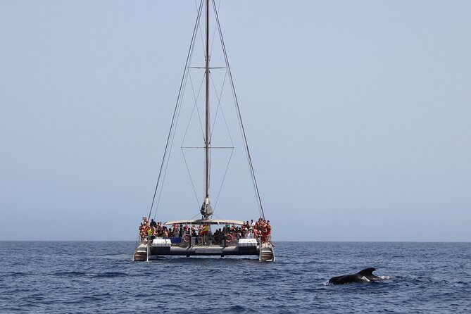 Fuerteventura: Magic Select Catamaran Trip With Food & Drinks - Last Words