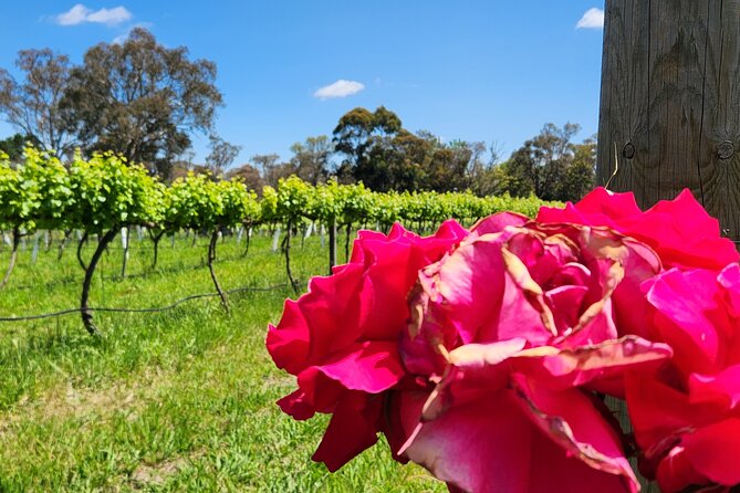 Full-Day Canberra Winery Tour to Murrumbateman /W Lunch - Group Size Requirements