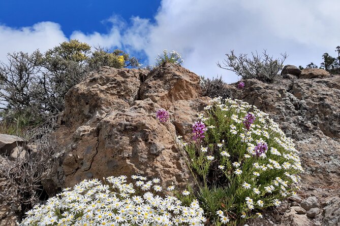 Full Day Hiking Gran Canaria Peaks of Gran Canaria - How to Prepare