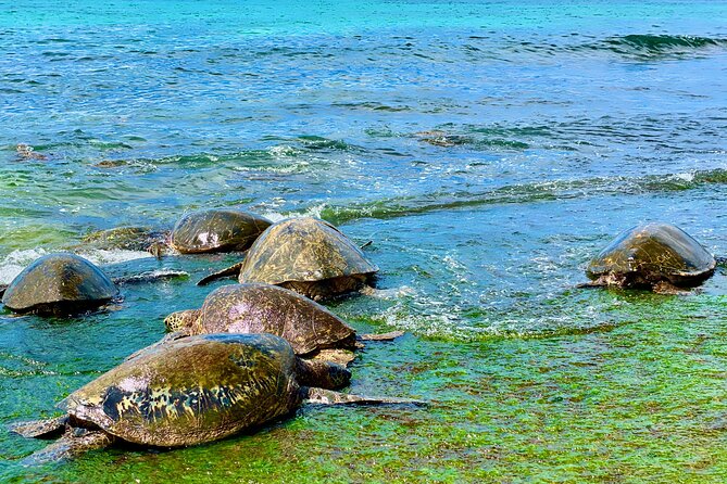 Full Day Oahu Guided Circle Island Tour Inc Snorkel and Turtles - How to Reserve Your Spot