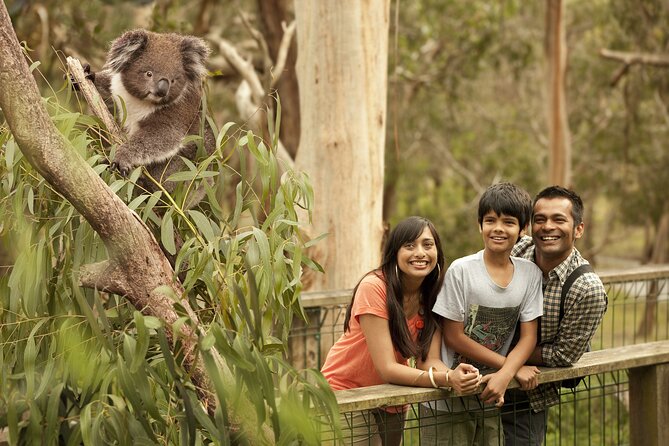 Full-Day Private Australian Wildlife Tour of Phillip Island - Visitor Feedback and Highlights