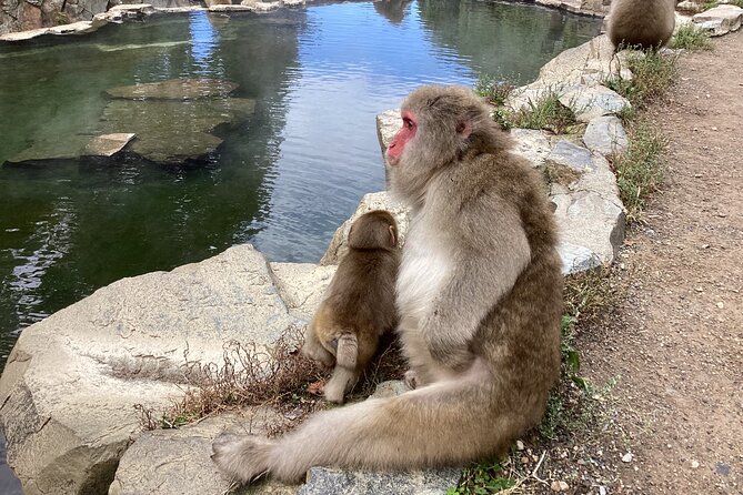 Full Day Snow Monkey Tour To-And-From Tokyo, up to 12 Guests - Availability and Cancellation