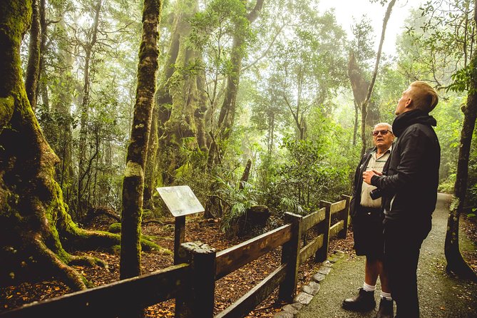 Full-Day Springbrook National Park Tour From the Gold Coast - Specific Tour Experiences