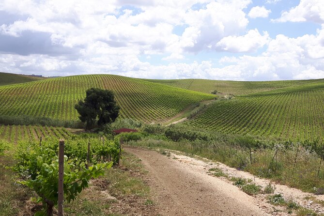 Full-Day Wine Tour in Western Sicily - Traveler Feedback and Reviews