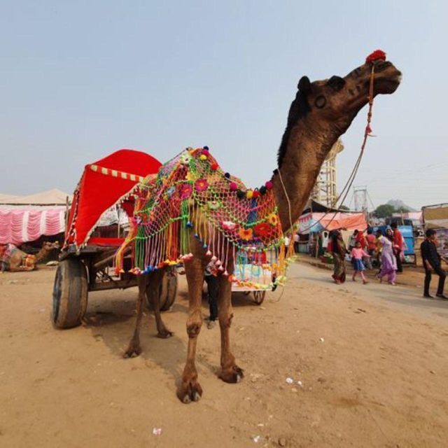 Fullday Pushkar Tour From Jaipur With Guidcamel/Jeep Safari - Tour Logistics