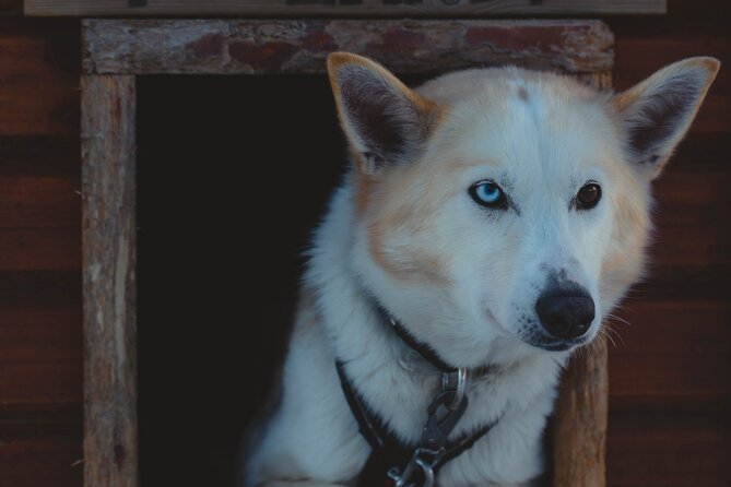 Fun & Easy Dog Sledding Adventure - Early Bird - Common questions