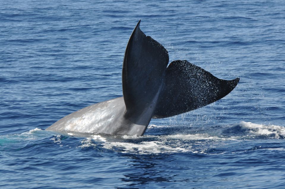 Funchal: Dolphin and Whale Watching Catamaran Cruise - Common questions