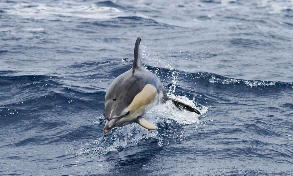 Funchal: Dolphin and Whale Watching Cruise - Departure and Refund Policies