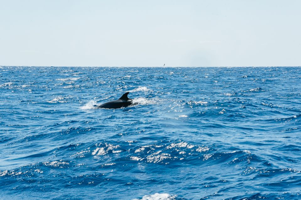 Funchal: Whale and Dolphin Watching Speed Boat Tour - Booking Flexibility