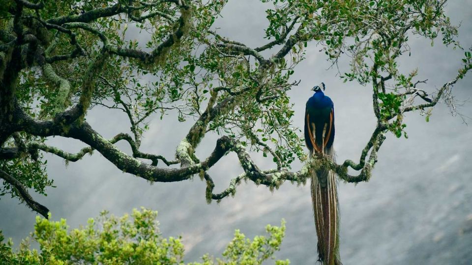 Galle/Unawatuna/Mirissa: Udawalawe Safari - Last Words